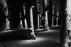 Trees