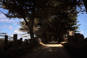 a tunnel of pines