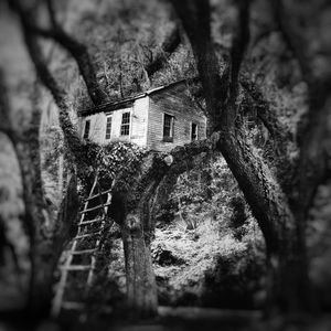 Out on a Limb