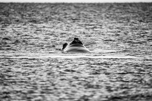Whale BYN