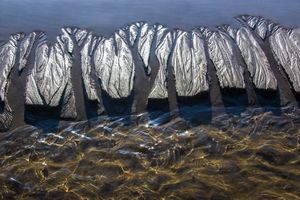 Gold and Silver Trees