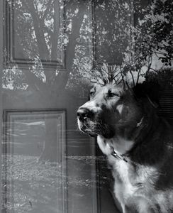 Doggy Daydream
