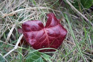 petruckevitch_ann_12
