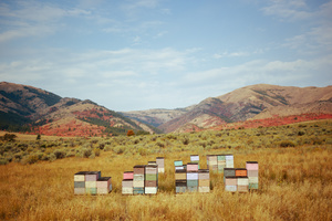 Honey Bee Boxes in Idaho in Fall