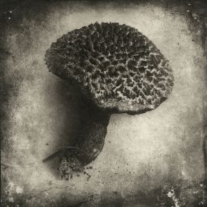 fungus© Gary