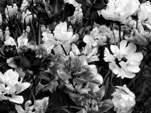 The Tulip, Composition VII