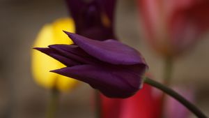ART tulips