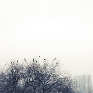 © Rohan Ghosh
