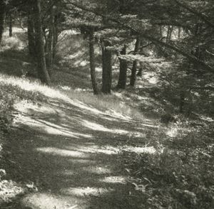 Dappled Light © Erin Malone