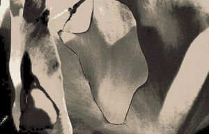 Metamorphosis 69