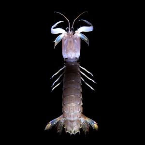 Oratosquilla oratoria to eat in Japan