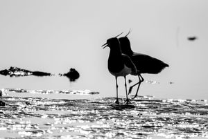 Fauna de Buenos Aires