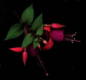 Fuchsia