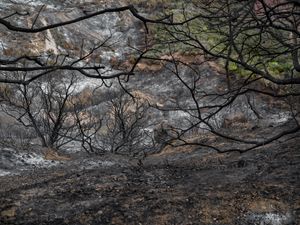 Palisades Fire, 2021