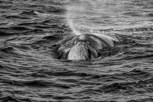 Whale BYN