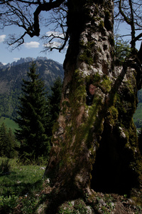 Ronny Mast, wildlife documentarist and cinematographer, hiding in an old tree; ready to film wild animals. Ronny Mast se cache dans un view arbre vide pour filmer les cerfs et autres animaux sauvages sans se faire remarquer.