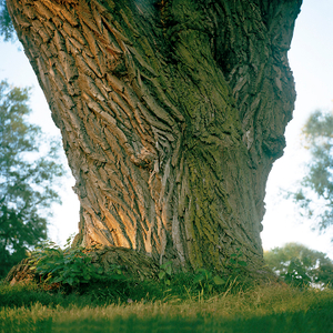 Tree #2 from Willow Series