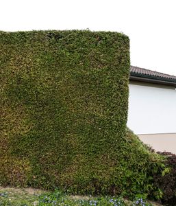 the hedge