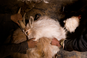 Mongolian cashmere
