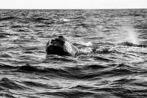 Whale BYN