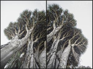 Dracena Draco. about 150 yrs.