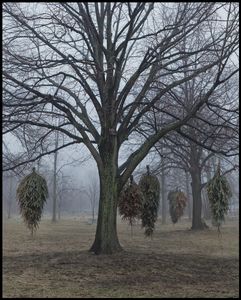Linden