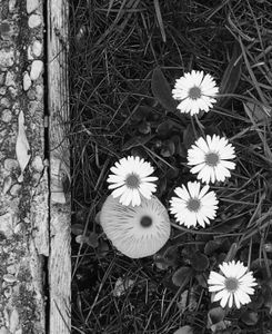 Mushroom and Flowers 3