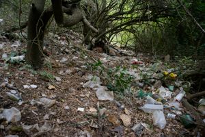 Single-use plastics, the food of the future