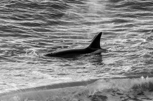 Orcas