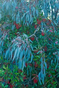 Eucalyptus Leaves and red berries, Benicia State Park, CA