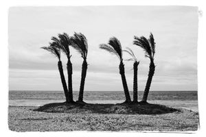 Palmiers à la plage, Espagne