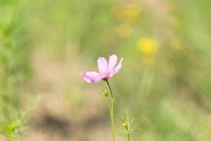 Cosmos flower (edible)