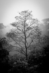Rainforest Tree