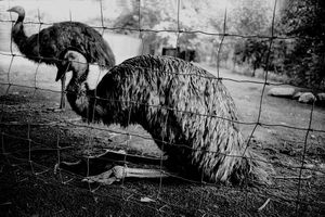 Ostrich in silence