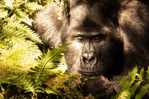 Gorilla in Bwindi Impenetrable National Forest, Uganda
