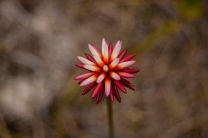 Inírida Flower.