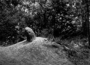 Growth, Bandolier National Monument, New Mexico, 1973.
