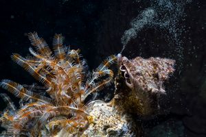 Sea Snail Spawning