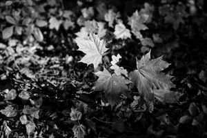 7. Maple Sapling