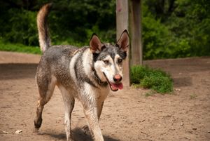 Wolf