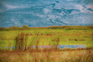CRANES IN A FIELD