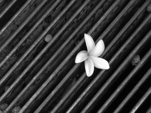 Fallen Flower