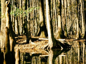 Saw palmetto swamp 2