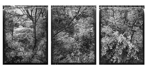 Roadside Tree and Brush, TX