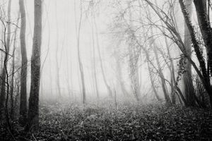 Lonely Forest