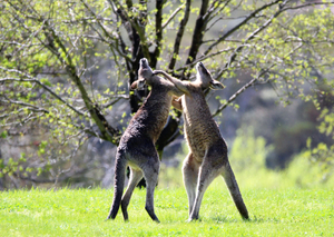 KANGAROO FIGHT