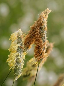At Midday 2 : The Seeds Are Ripe