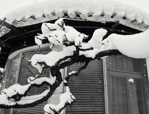 Winter vines