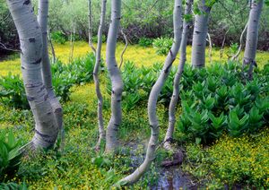 Aspens, Kebler Pass, CO