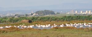 Flamingos band                                 (bande de flamants roses)